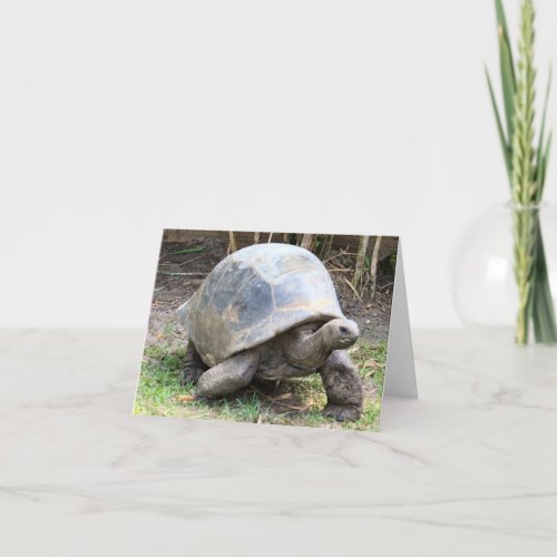 Aldabra Giant Tortoise Photo Folded Note Card