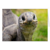 Aldabra tortoise (Front Horizontal)