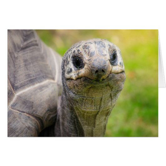 Aldabra tortoise cards (Front Horizontal)