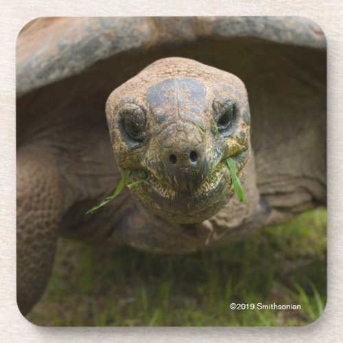 Aldabra Tortoise Feeding Beverage Coaster