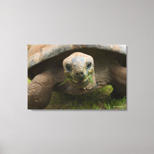 Aldabra Tortoise Feeding Canvas Print