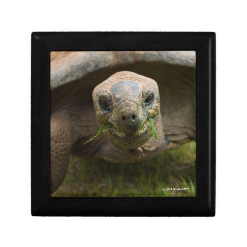 Aldabra Tortoise Feeding Gift Box