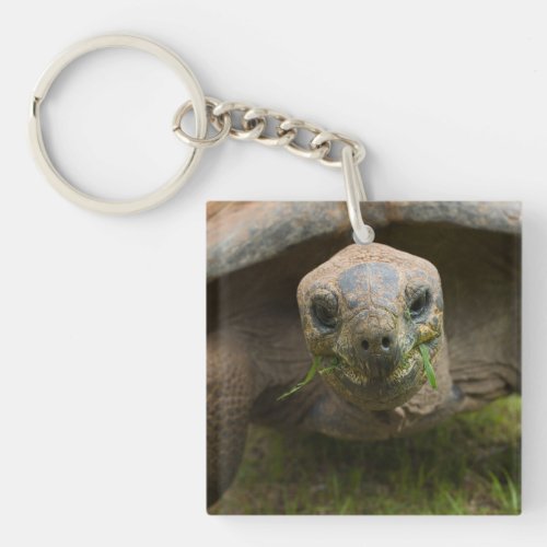 Aldabra Tortoise Feeding Keychain