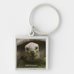 Aldabra Tortoise Feeding Keychain