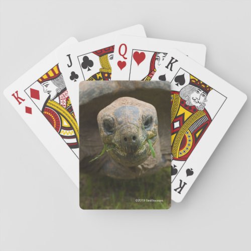 Aldabra Tortoise Feeding Playing Cards