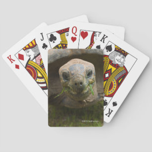 Aldabra Tortoise Feeding Poker Cards