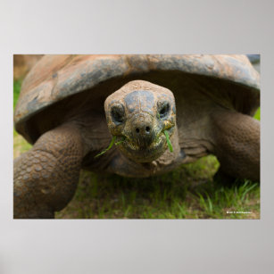 Aldabra Tortoise Feeding Poster