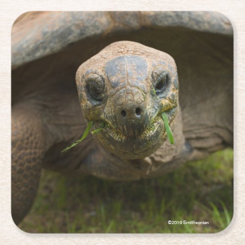 Aldabra Tortoise Feeding Square Paper Coaster