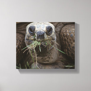 Aldabra Tortoise Grazing Canvas Print