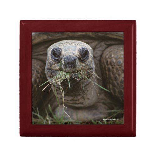 Aldabra Tortoise Grazing Gift Box