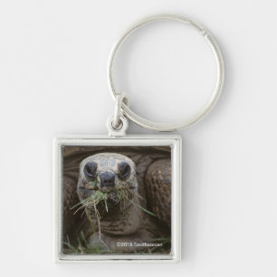 Aldabra Tortoise Grazing Keychain