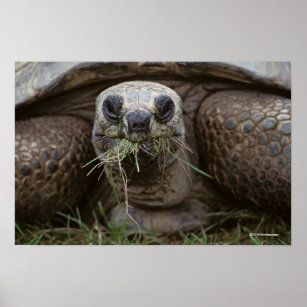 Aldabra Tortoise Grazing Poster