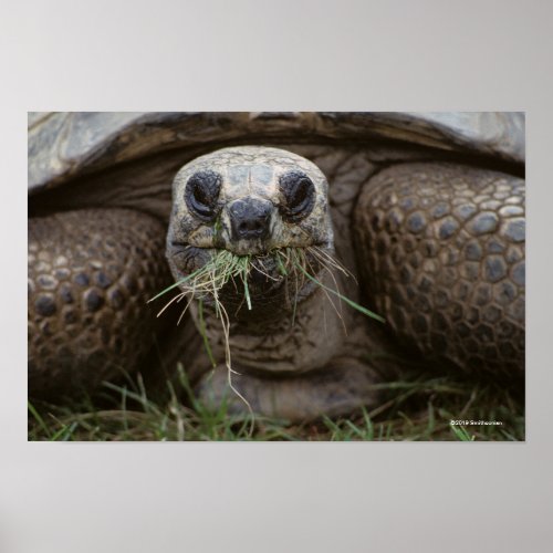 Aldabra Tortoise Grazing Poster