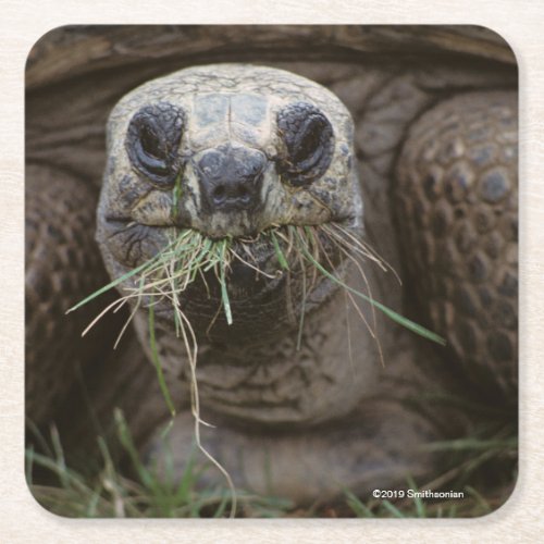 Aldabra Tortoise Grazing Square Paper Coaster