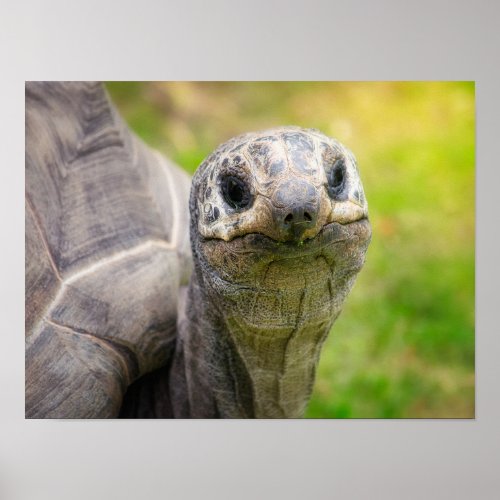 Aldabra tortoise poster
