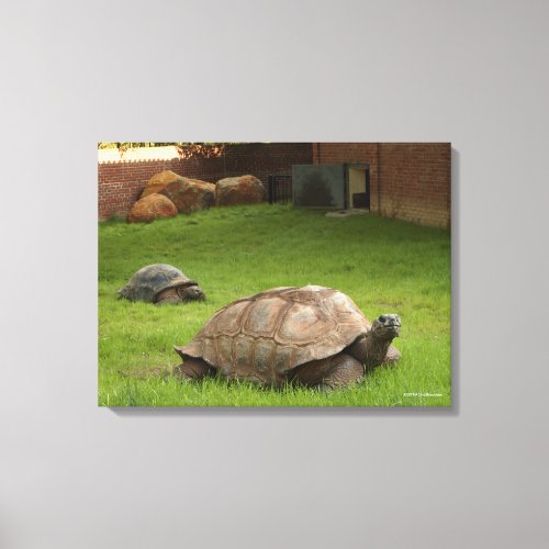 Aldabra Tortoises in Grass Canvas Print