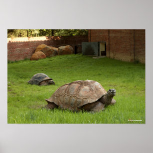 Aldabra Tortoises in Grass Poster