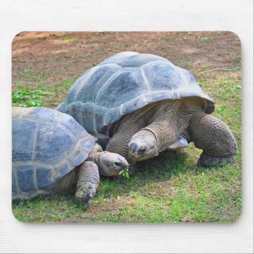 Aldabra Tortoises Mousepad