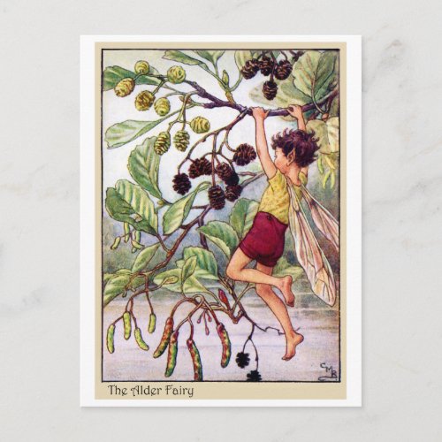 Alder Fairy Postcard