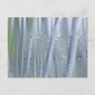Alder Trees Bainbridge Island, WA Postcard