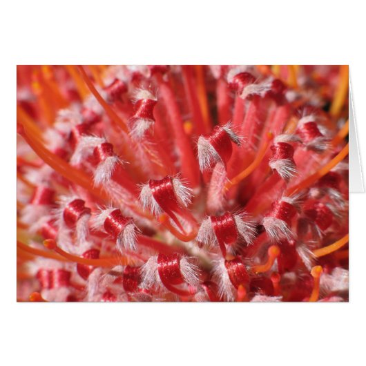 Alemany Beauty (Front Horizontal)