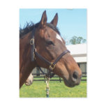 Alert Arab Horse Postcard