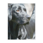 Alert Black Lab Postcard