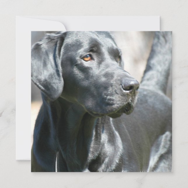 Alert Black Labrador Rertriever Dog Invitations (Front)