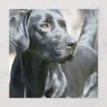 Alert Black Labrador Rertriever Dog Invitations