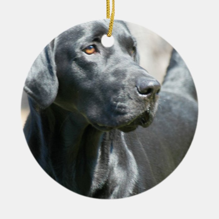 Alert Black Labrador Retriever Dog Ornament | Zazzle.com