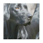 Alert Black Labrador Retriever Dog Tile