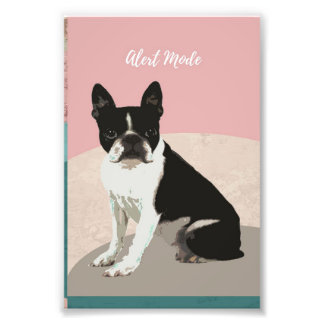Alert Boston Terrier Dog | Boston Terrier Lover Photo Print