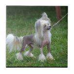 Alert Chinese Crested Dog Ceramic Tile