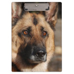 Alert German Shepherd Clipboard