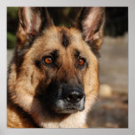 Alert German Shepherd Poster