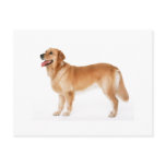 Alert Golden Retriever Postcard