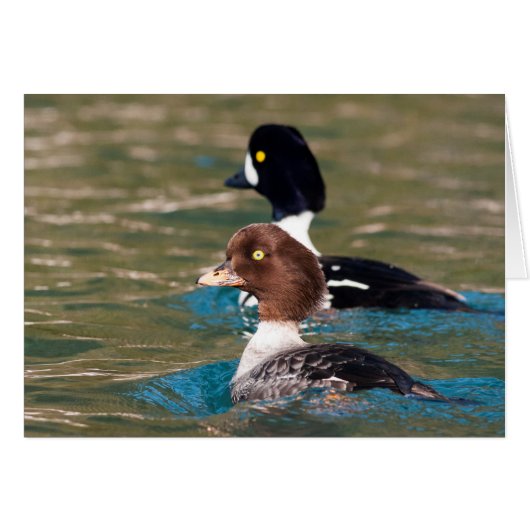Alert Goldeneye Cards (Front Horizontal)