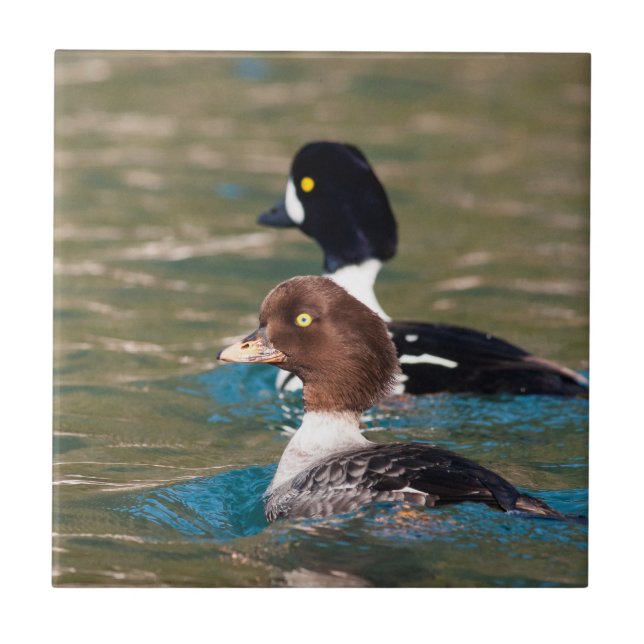 Alert Goldeneye Ceramic Tile (Front)