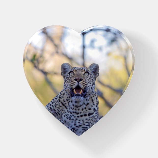 Alert Leopard heart-shaped glass paperweight (Front)