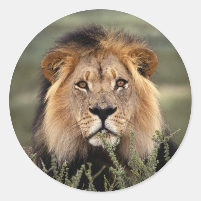 Alert Lion Round Sticker