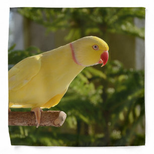 Alert Lutino Indian Ringneck Bandana