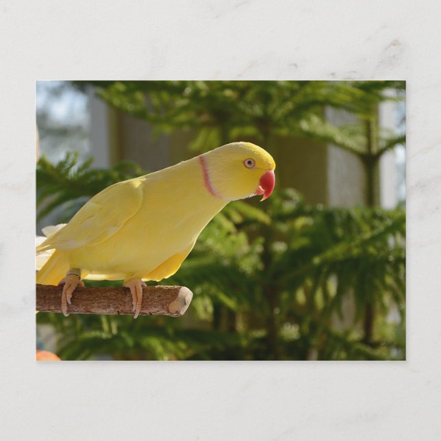 Alert Lutino Indian Ringneck Postcard (Front)