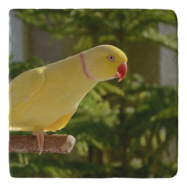 Alert Lutino Indian Ringneck Trivet (Front)