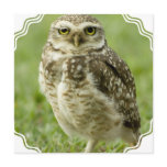 Alert Owl Invitations