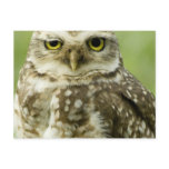Alert Owl Postcard