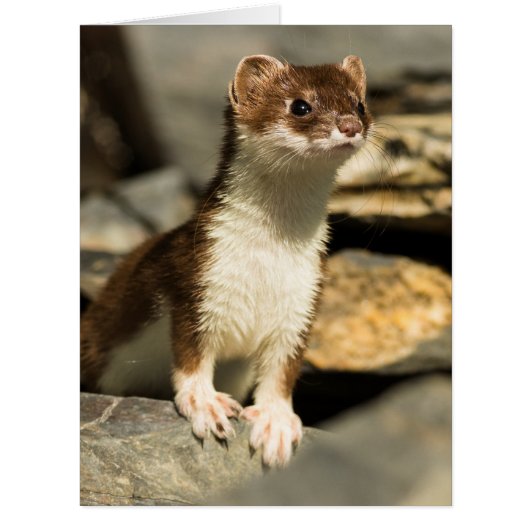Alert Weasel Cards (Front)