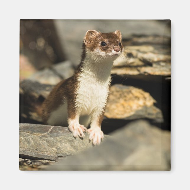 Alert Weasel Magnet (Front)