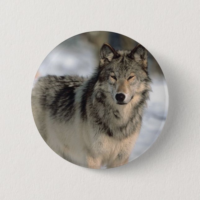 Alert Wolf Pinback Button (Front)