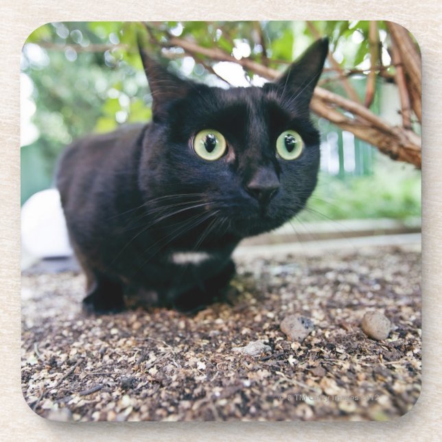 alerted cat hiding under bush. beverage coaster (Front)