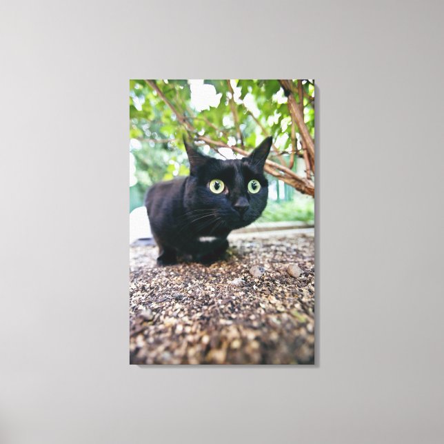 alerted cat hiding under bush. canvas print (Front)
